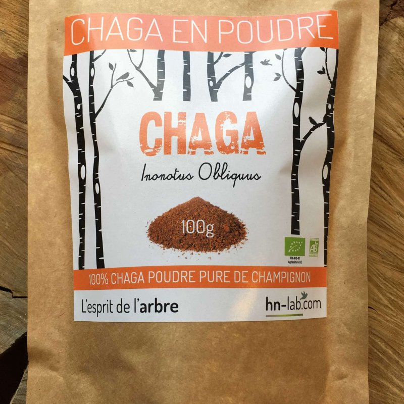 chaga-champignon